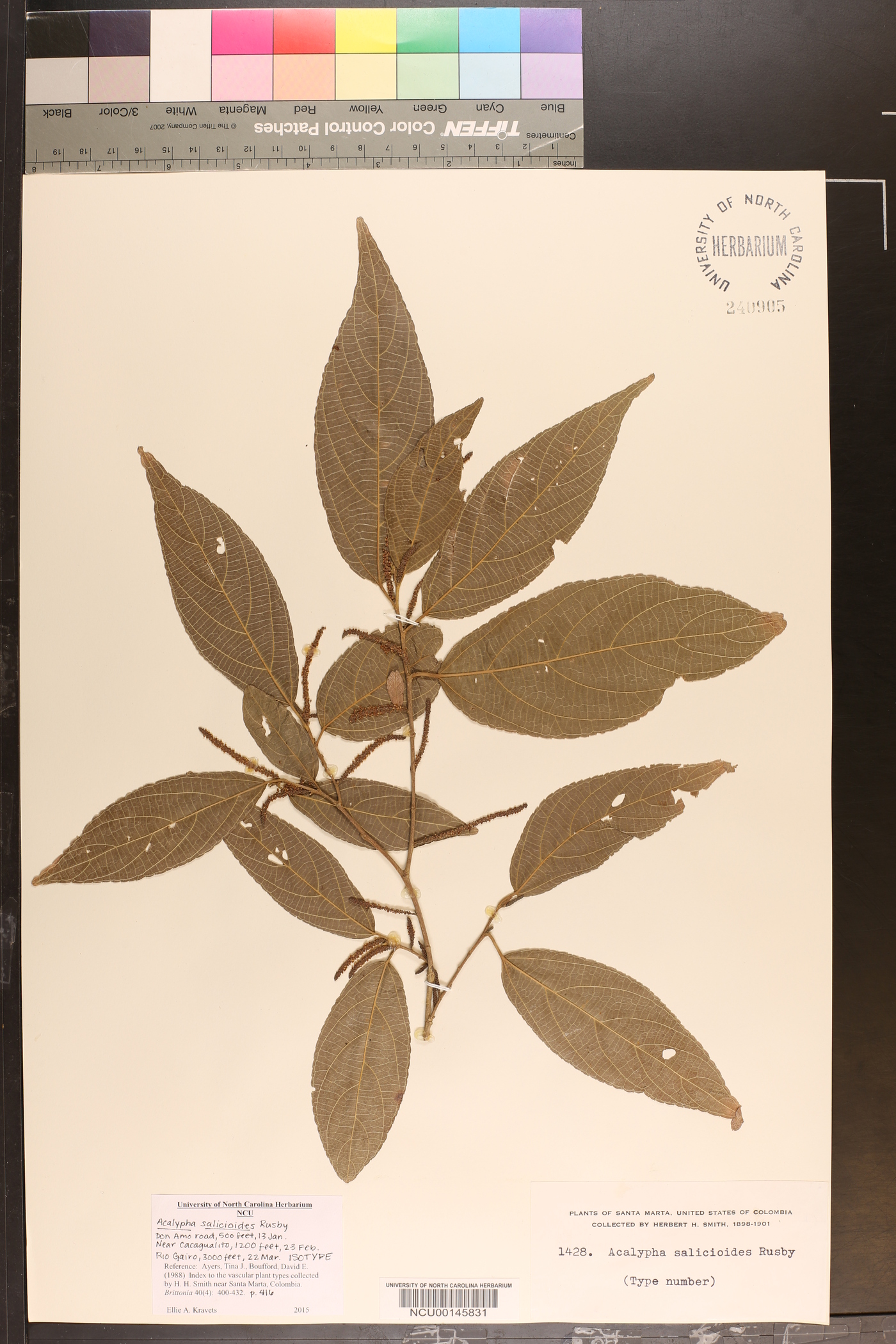 Acalypha salicioides image