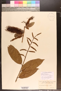 Combretum fruticosum image