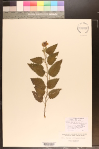 Cordia subtruncata image