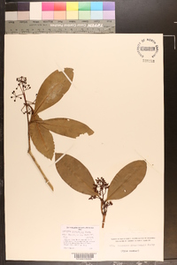 Stylogyne turbacensis subsp. turbacensis image