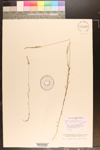 Polygala subsecunda image