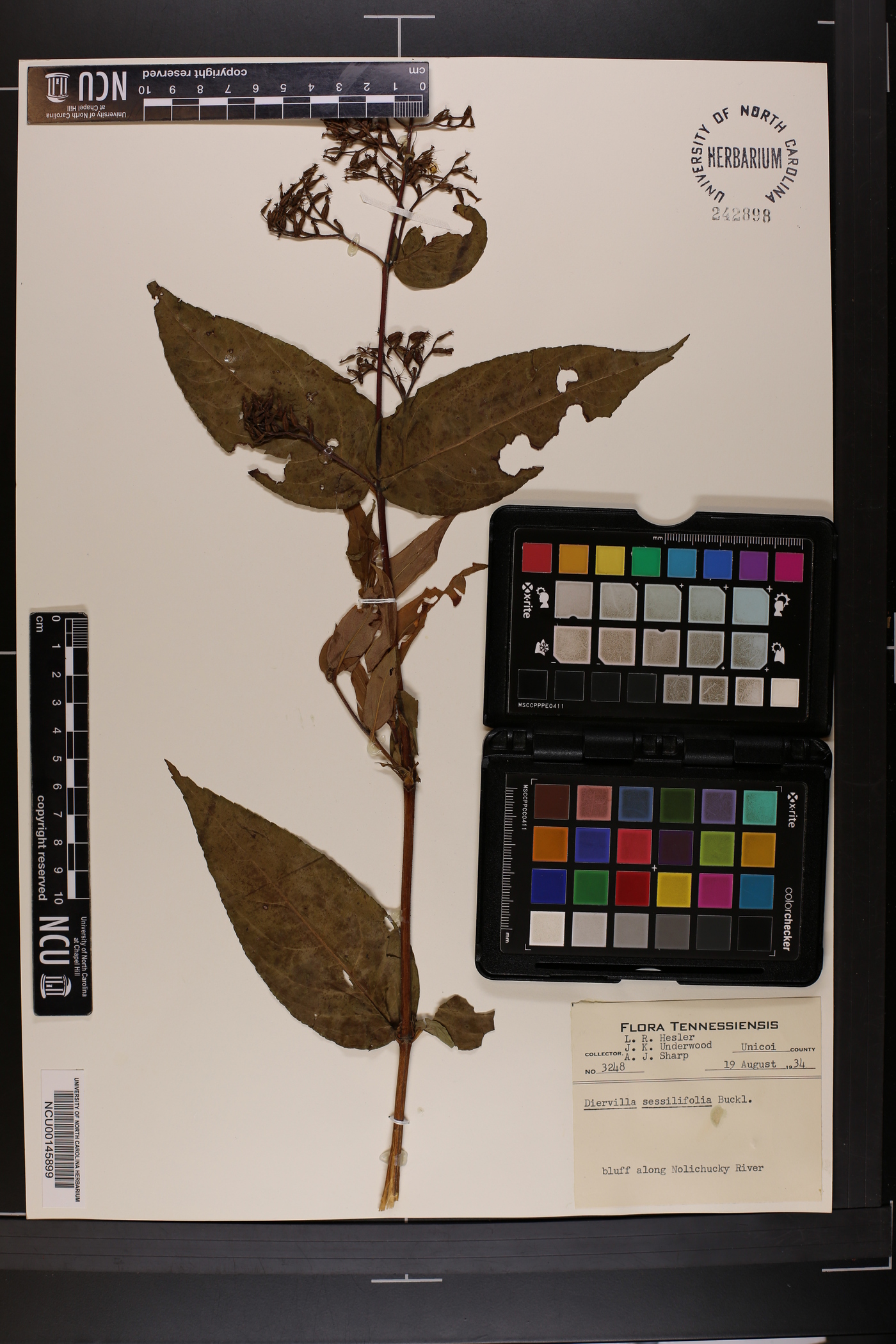 Diervilla sessilifolia image