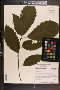 Quercus montana image