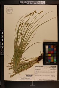 Carex normalis image