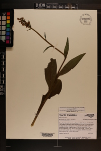 Platanthera psycodes image