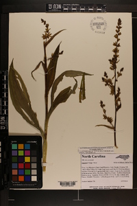 Veratrum viride image