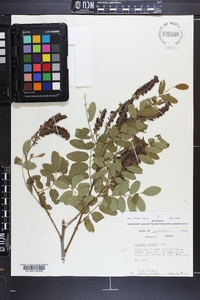 Amorpha glabra image