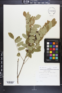 Amorpha glabra image