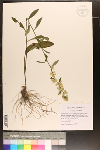 Solidago erecta image