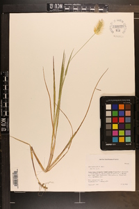 Setaria pumila image