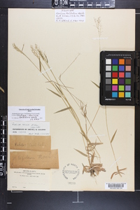 Panicum trifolium image