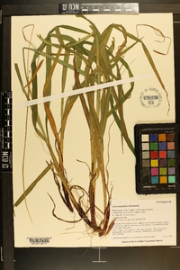 Carex purpurifera image