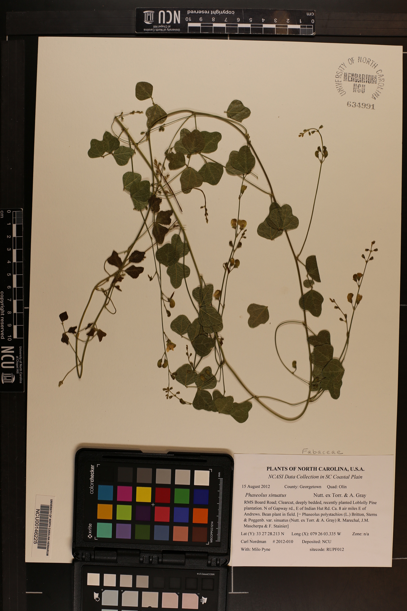 Phaseolus sinuatus image