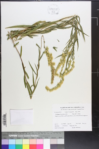 Solidago leavenworthii image