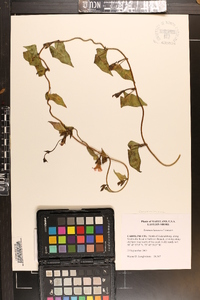 Ipomoea lacunosa image