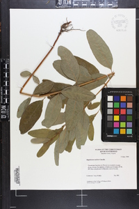 Hypericum walteri image