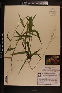 Dichanthelium dichotomum var. ramulosum image