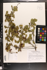 Crataegus lassa image