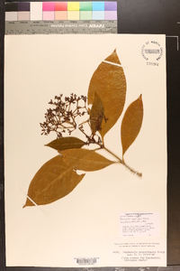 Rudgea sanmartensis image