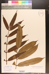 Danaea grandifolia image