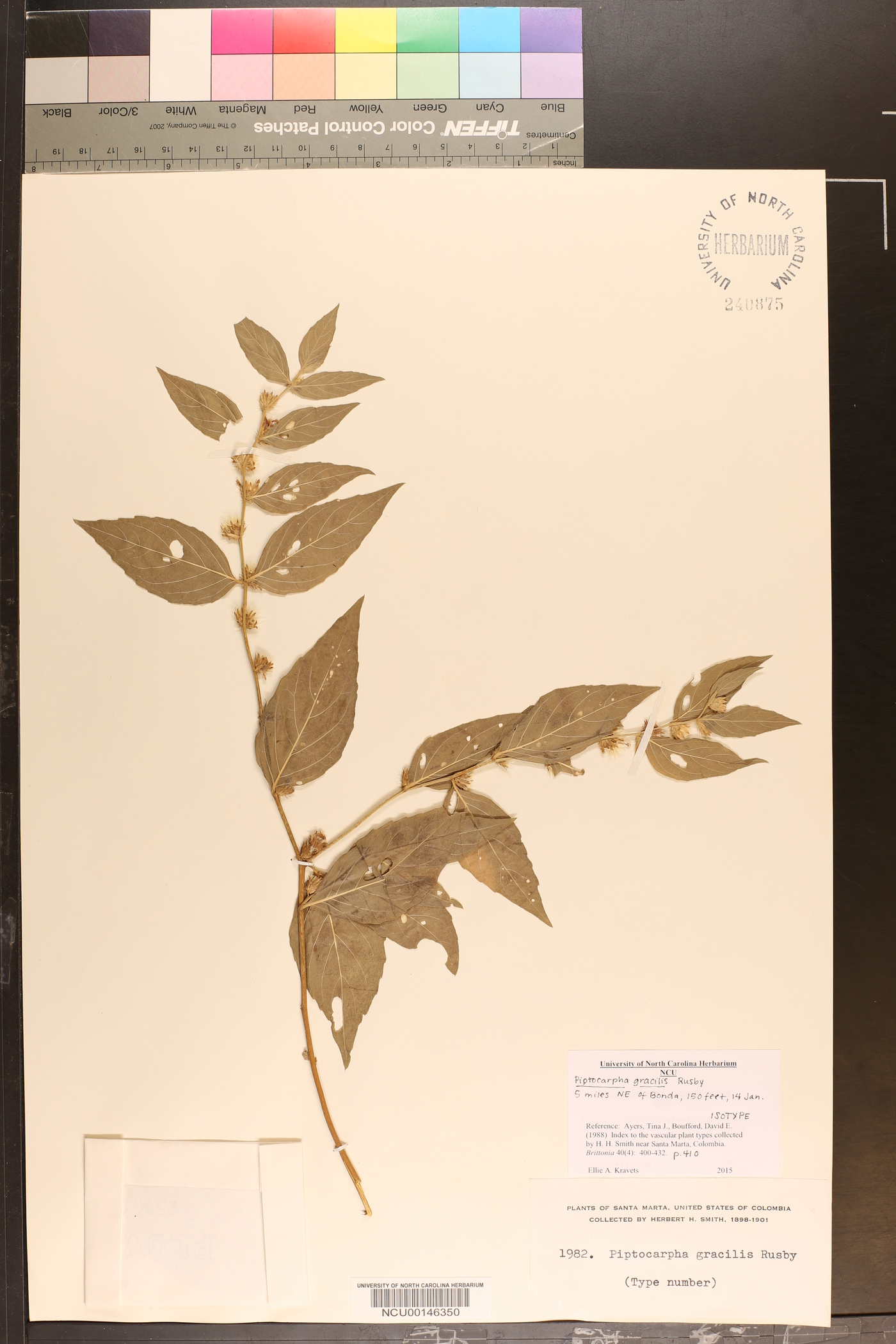 Lepidaploa gracilis image