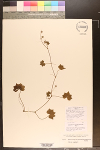 Hydrocotyle grossulariifolia image