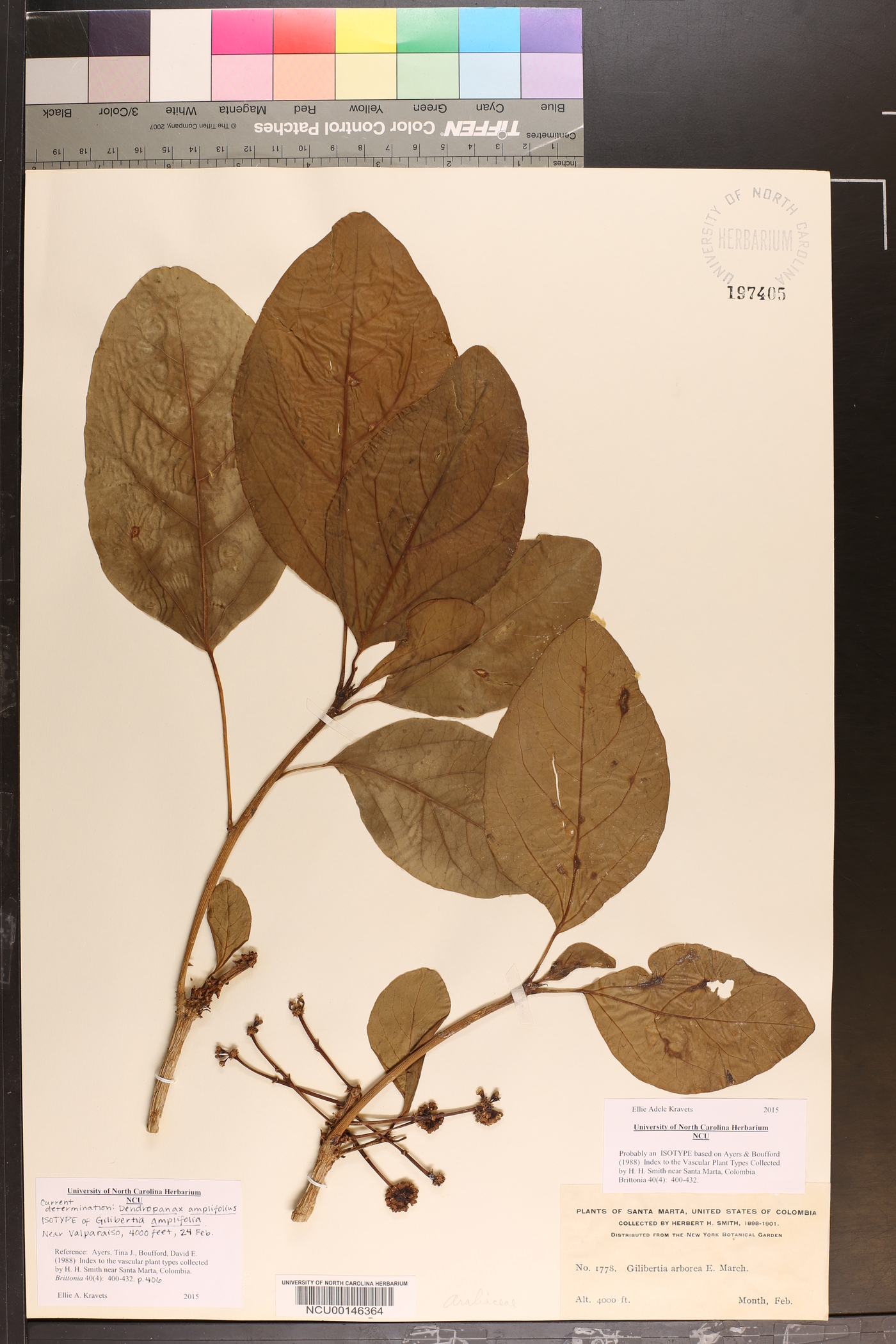 Dendropanax amplifolius image