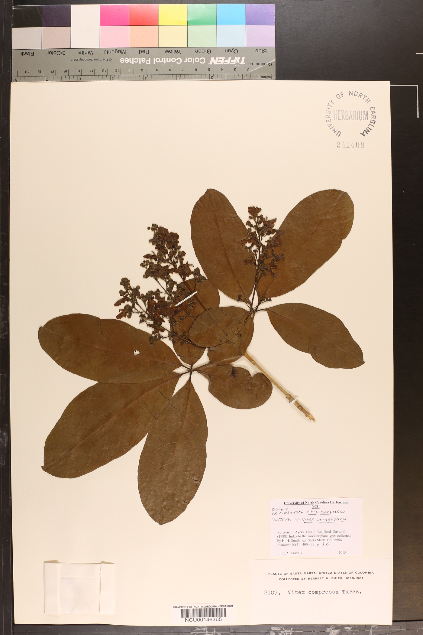 Vitex compressa image