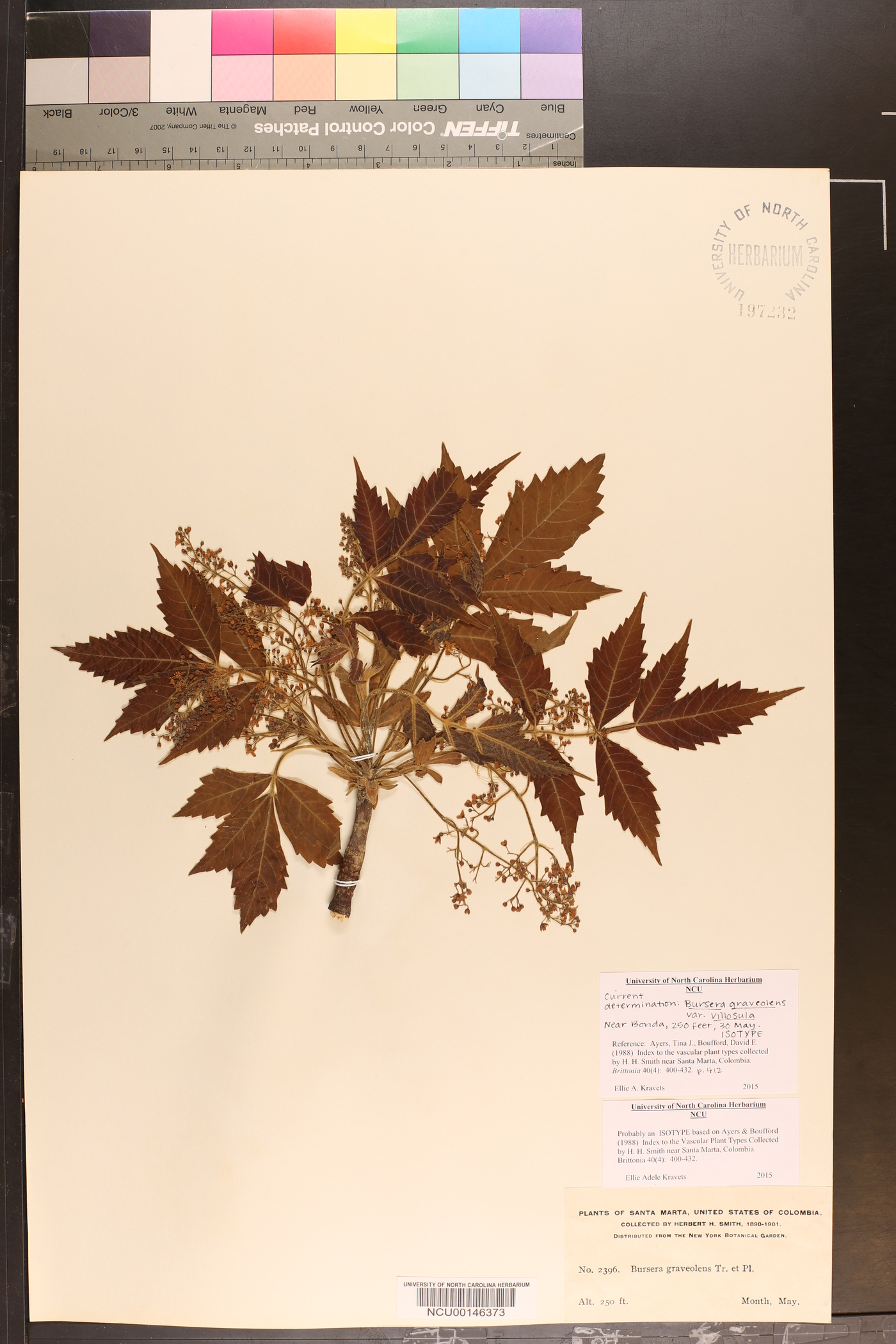 Bursera graveolens var. villosula image