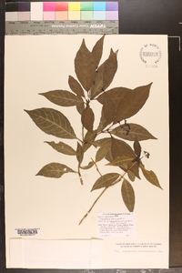 Psychotria horizontalis image