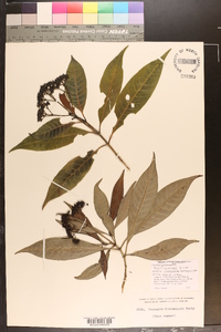 Psychotria anceps image