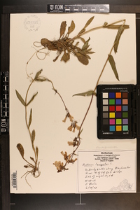 Penstemon laevigatus image