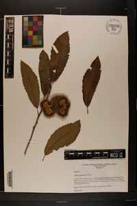 Castanea pumila var. pumila image