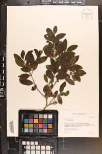 Ilex vomitoria image