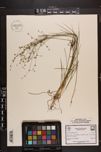 Juncus pelocarpus image