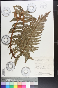 Polystichum setiferum image