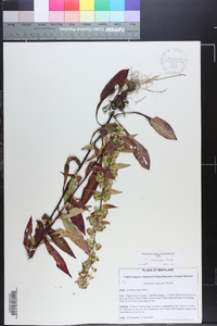 Solidago roanensis image