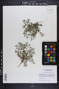 Polypremum procumbens image