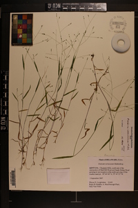 Kellochloa verrucosa image