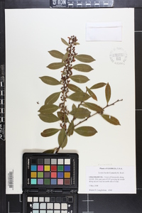 Lyonia lucida image