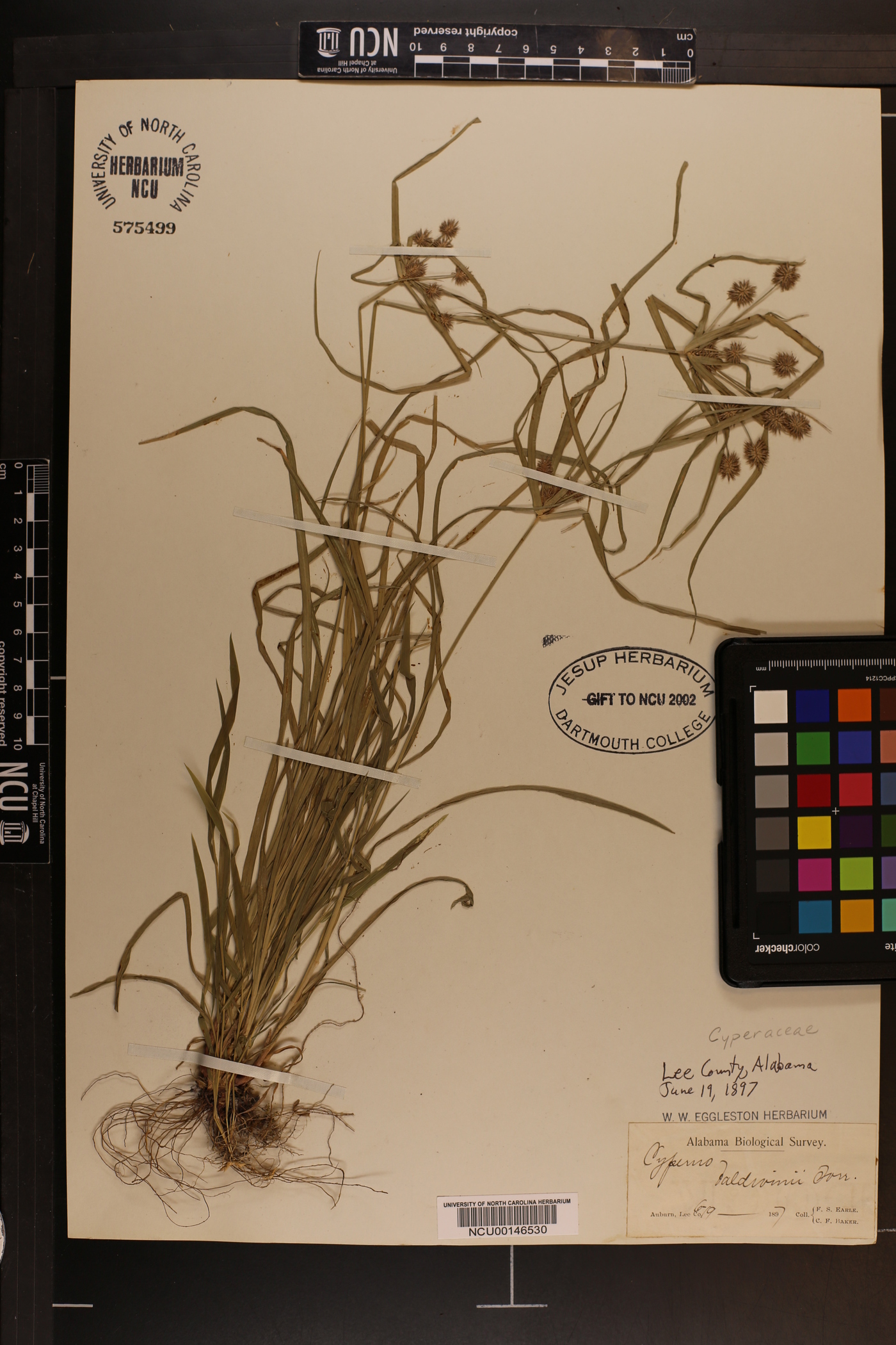 Cyperus baldwinii image