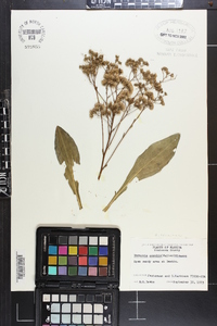 Vernonia acaulis image