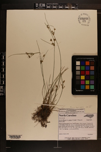 Juncus effusus var. solutus image