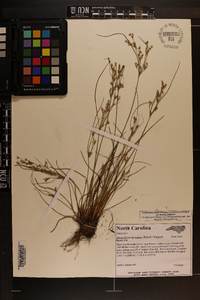 Juncus effusus var. solutus image