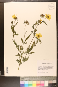 Bidens polylepis image