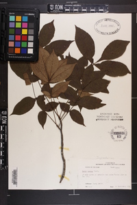 Carya texana image