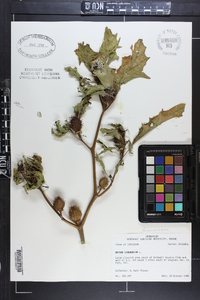 Datura stramonium image