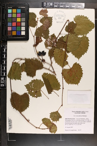 Vitis rotundifolia image