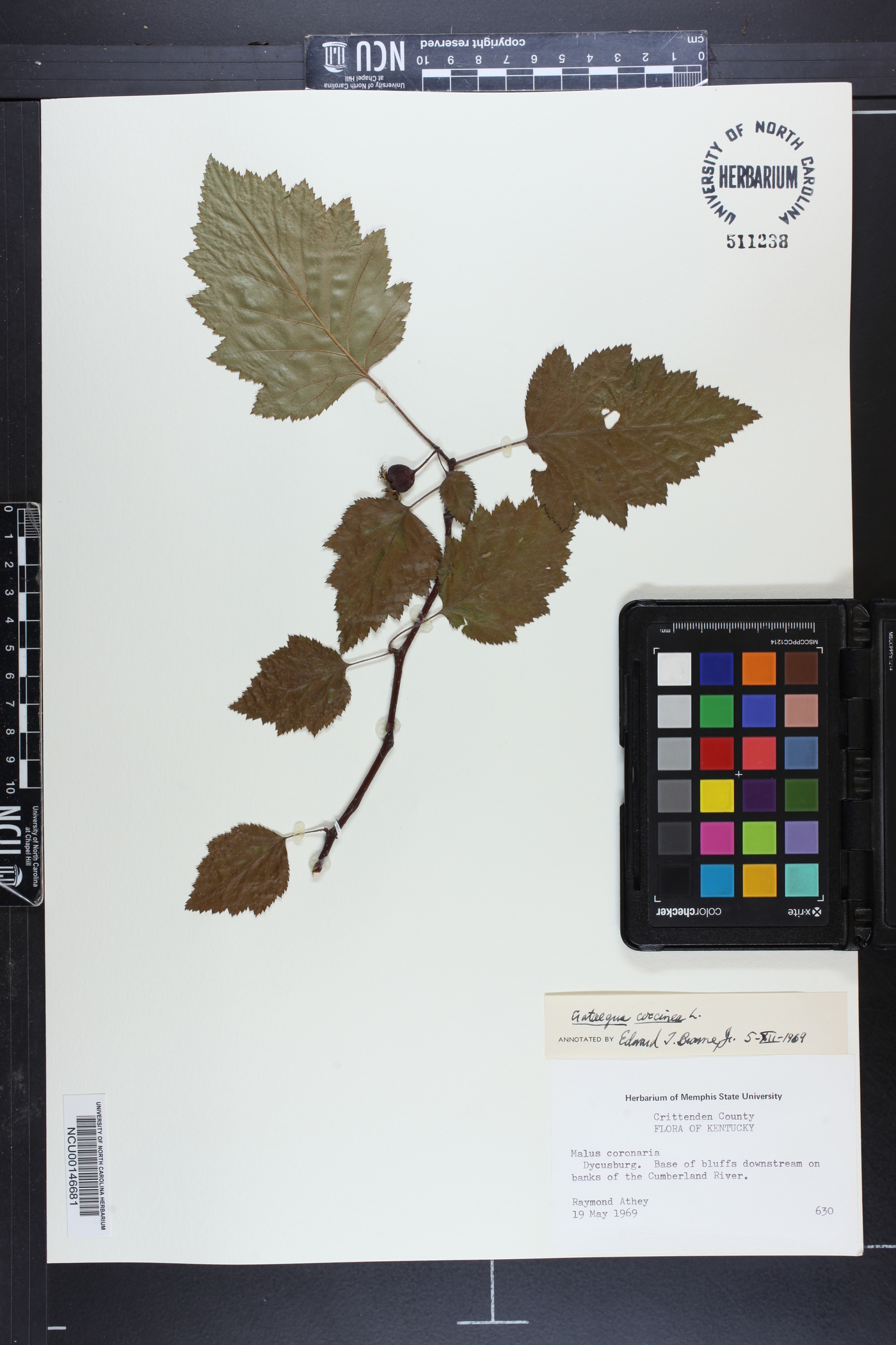 Crataegus coccinea image