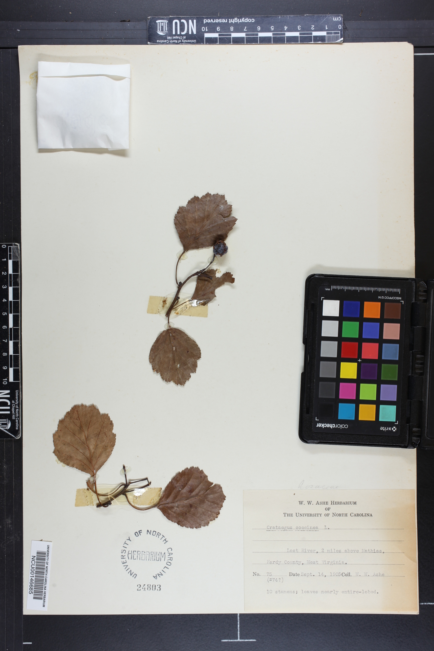 Crataegus coccinea image